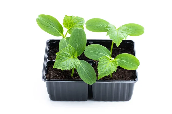 Baby Cucumber Sprout Plastic Pots Ready Plant Isolated White Background — Foto de Stock