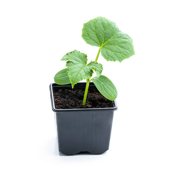 Broto Pepino Bebê Vaso Plástico Pronto Para Plantar Isolado Fundo — Fotografia de Stock