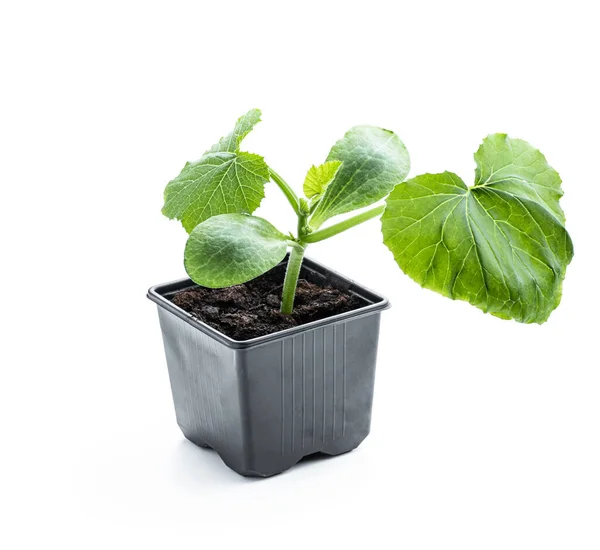 Baby Squash Plant Sprout Plastic Pot Ready Plant Isolated White — Foto de Stock