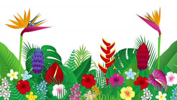 Tropical Flowers Leaves Illustration Video — Stock Video