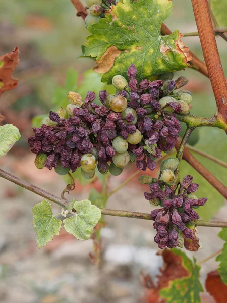 Botrytised Шенен винограду, Savenniere, Франція — стокове фото