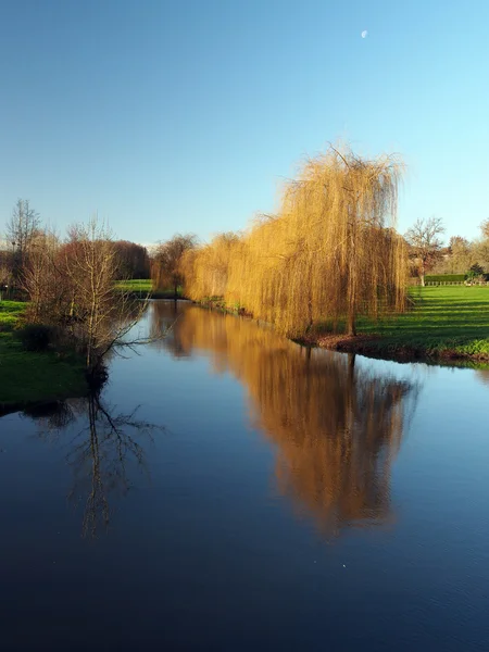 Reflecții copaci în zori, râul Vonne în iarnă — Fotografie, imagine de stoc