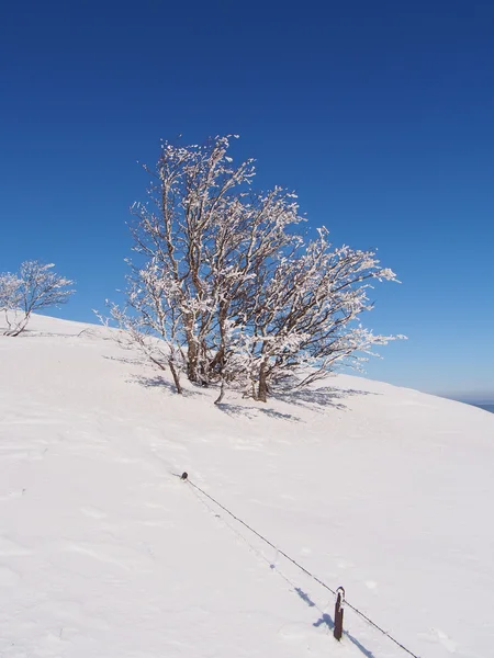 Árbol congelado y cerca de alambre de púas — Foto de Stock
