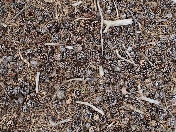 Cone de abeto, agulha e padrão de madeira morta — Fotografia de Stock