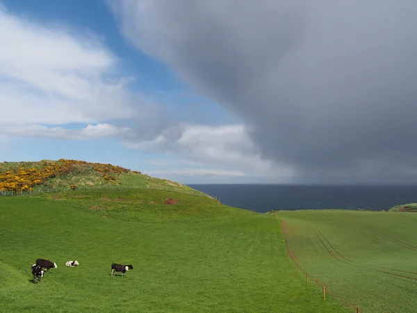 Grönt fält med ko, med mörka moln i bakgrunden — Stockfoto