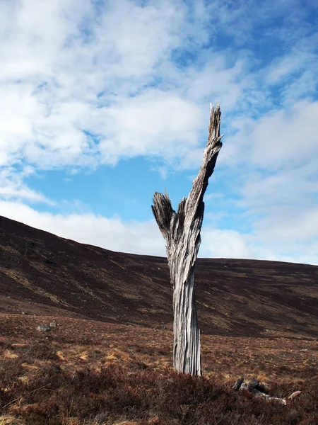 スコットランド高地で死んだローンツリー — ストック写真