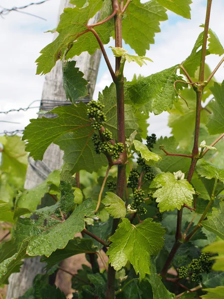 Chenin bianco uva da vino dopo la fioritura, coteaux du layon, Fran — Foto Stock