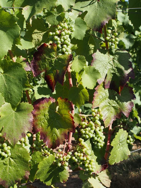Gamay grape variety in august — Stock Photo, Image