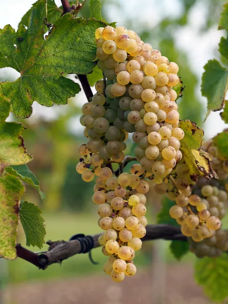 Olgun chenin üzüm, savenniere, Fransa — Stok fotoğraf