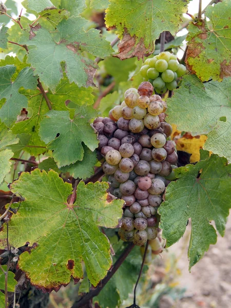 Botrytických chenin hroznové, včas, savenniere, Francie — Stock fotografie