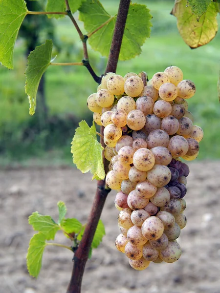 Uva Chenin Botrytised, fase iniziale, Savenniere, Francia — Foto Stock