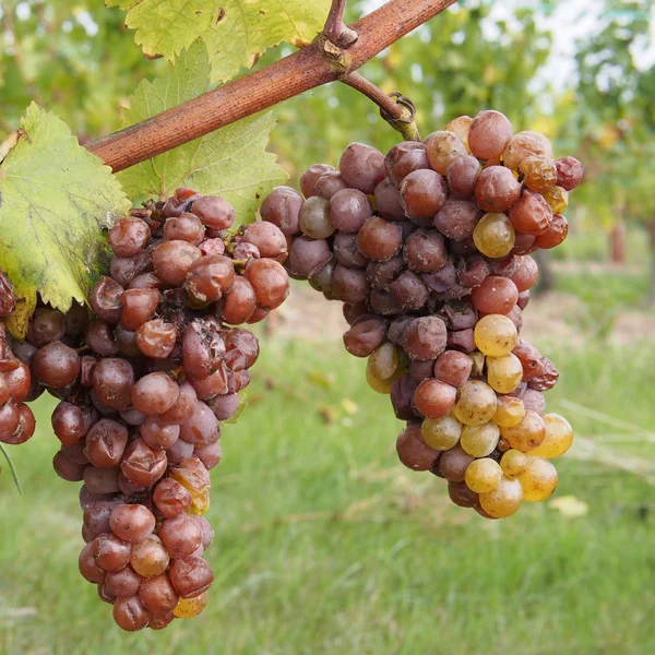 Botrytised Chenin grape, early stage, Savenniere, France — Stock Photo, Image