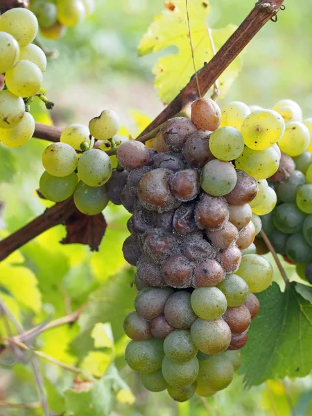 Uva Chenin Botrytised, fase iniziale, Savenniere, Francia — Foto Stock