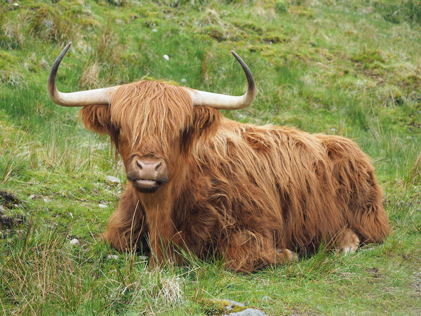 Highland cattle, western Scotland highlands