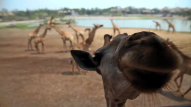 Girafes dans le zoo — Video