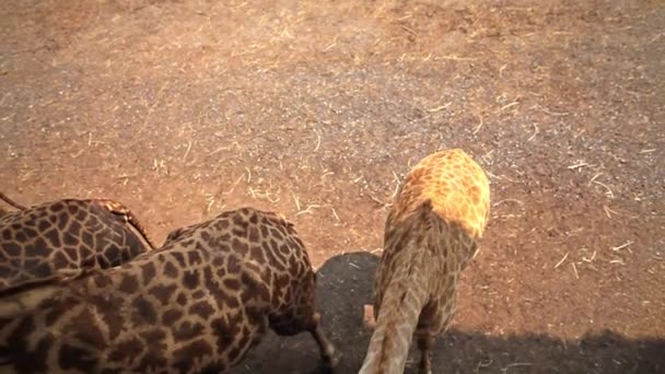 Giraffes in the zoo — Stock Video