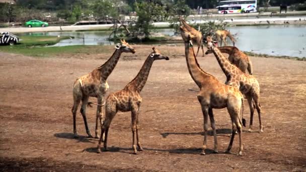 Jirafas en el zoológico — Vídeos de Stock