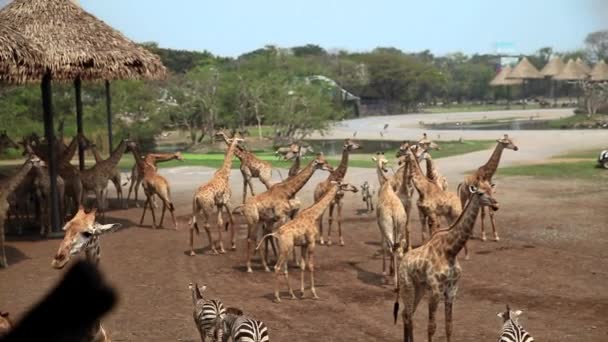 Giraffes in the zoo — Stock Video