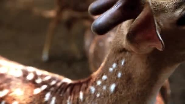 Cerfs dans le célèbre zoo de Thaïlande 