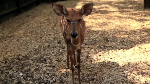 Veado no famoso zoológico da Tailândia — Vídeo de Stock