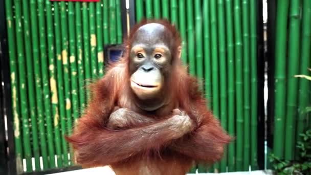 Cute orangutan — Stock Video