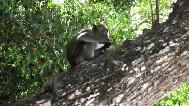 Apen in natuurlijke habitat — Stockvideo