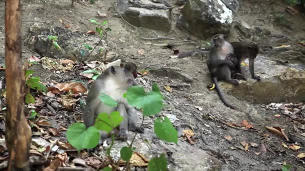 Macacos no habitat natural — Vídeo de Stock