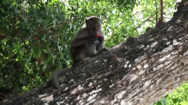 자연 서식지에 있는 원숭이 — 비디오