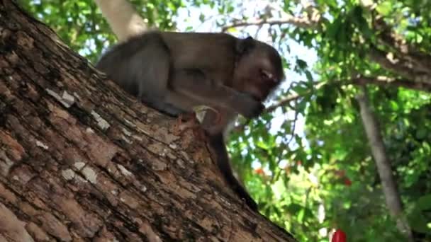 Macacos no habitat natural — Vídeo de Stock