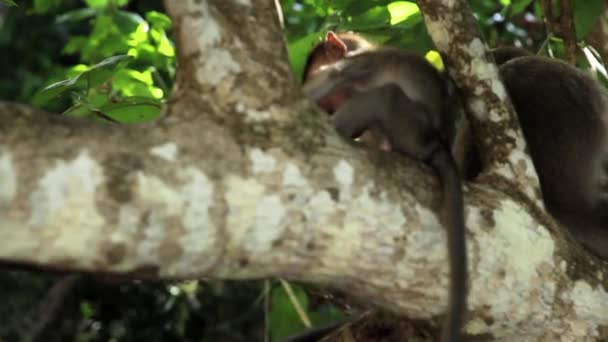 Monos en hábitat natural — Vídeo de stock