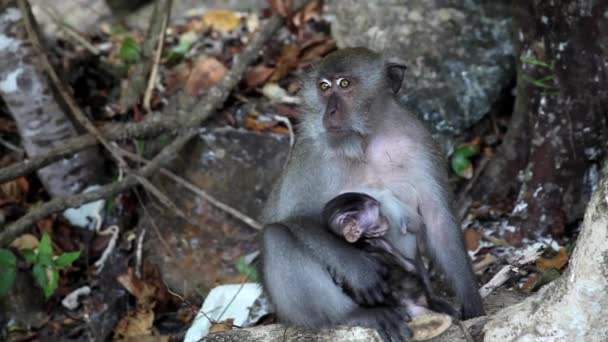 Monos en hábitat natural — Vídeo de stock