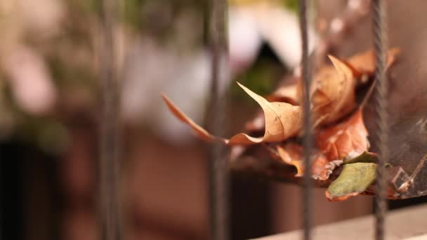 Les feuilles tombent quand le printemps arrive — Video