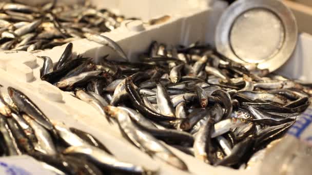 Tengeri élelmiszer piac, szardella hal, Isztambul — Stock videók