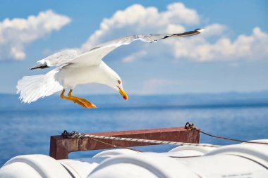 Bir martı Yunanistan 'da gemiye iniyor.