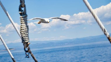 Gemi güvertesinin yanındaki Seagul. 