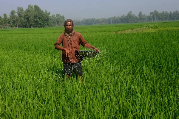 Farmer Spray Fertilizers Paddy Field Jamalpur District Outskirts Dhaka Bangladesh — Stock Photo, Image