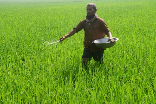 Farmář Rozprašuje Hnojiva Rýžovém Poli Okrese Jamalpur Předměstí Dháky Bangladéši — Stock fotografie