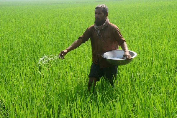 Farmer Spray Fertilizers Paddy Field Jamalpur District Outskirts Dhaka Bangladesh — Stock Photo, Image