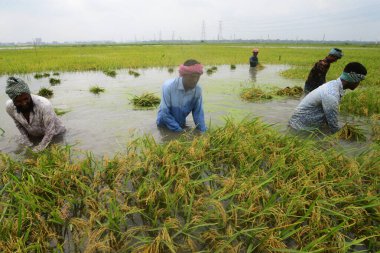 16 Nisan 2022 'de Bangladeş, Dhaka yakınlarındaki Ashulia' da sel basmış bir tarlada çeltik toplayan çiftçiler.