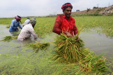 16 Nisan 2022 'de Bangladeş, Dhaka yakınlarındaki Ashulia' da sel basmış bir tarlada çeltik toplayan çiftçiler.