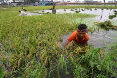 16 Nisan 2022 'de Bangladeş, Dhaka yakınlarındaki Ashulia' da sel basmış bir tarlada çeltik toplayan çiftçiler.