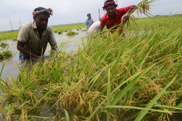 16 Nisan 2022 'de Bangladeş, Dhaka yakınlarındaki Ashulia' da sel basmış bir tarlada çeltik toplayan çiftçiler.
