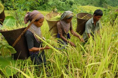 Bangladeshi indigenous farmers are busy harvesting jhum rice from the hills at Bandorban in Chittagong, Bangladesh, on September 1, 2008
