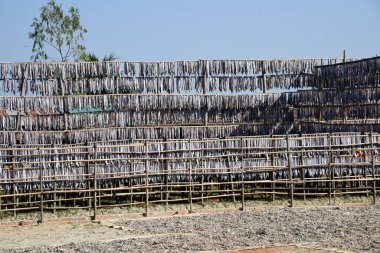 İşçi 8 Aralık 2018 'de Cox' s Bazar 'daki Naziratek' te güneşin altında balık kurutmakla meşgul. Cox 's Bazar havaalanı yakınlarındaki Bengal Körfezi' nin kesiştiği sahildeki Naziratek, son on yılın en büyük shutki mahal 'i oldu..