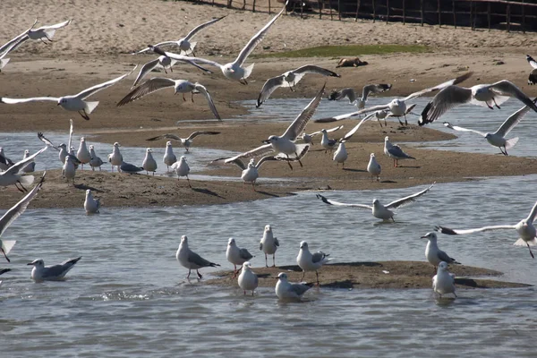 Seevögel Werden Dezember 2018 Ufer Der Bucht Von Bengalen Dorf — Stockfoto