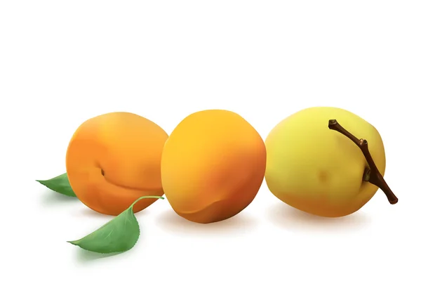 Abricots — Image vectorielle