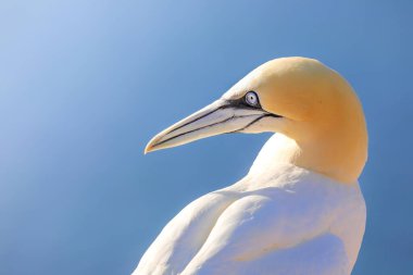 Kuzey sümsük kuşuna yakın, popüler bir kuş. Mavi arka plandaki kuş. Yaz fotoğrafı. Kuş gözlemciliğine odaklan.