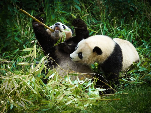 Büyük panda bambu yiyor. Çin 'den hayvan türleri. Panda portresi. Doğadaki hayvanlar. İki büyük panda bambuyla oynuyor..