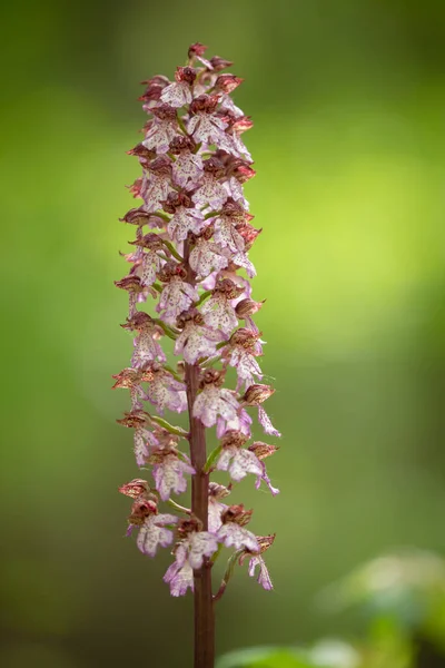 Wilde Orchideenblüte Der Natur Auf Dem Frühlingshintergrund Kostenlose Orchidee Auf — Stockfoto