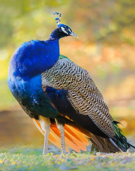 孔雀の羽の構造の詳細 接近中の孔雀だ 自然の中で孔雀 食感動物の背景 アドバブ ブックマーク ウェブサイト バナーの提案 動物の詳細 — ストック写真
